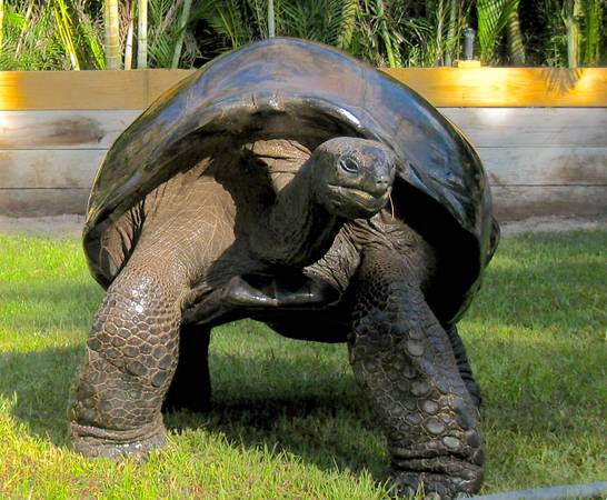 ALDABRA BREEDER