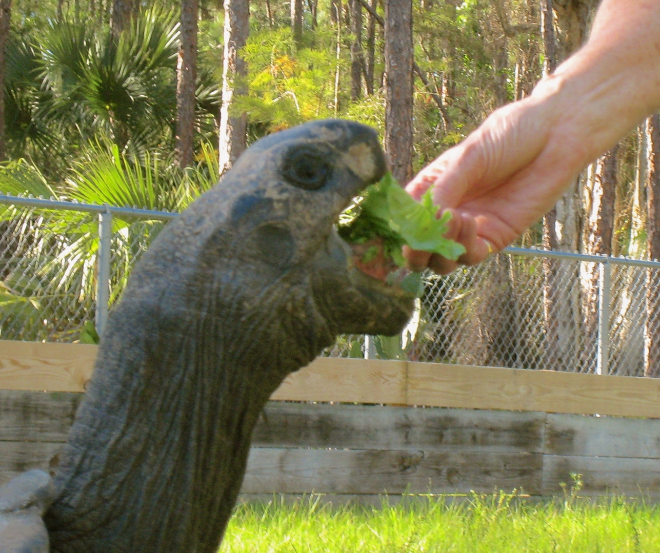 ALDABRA BREEDER