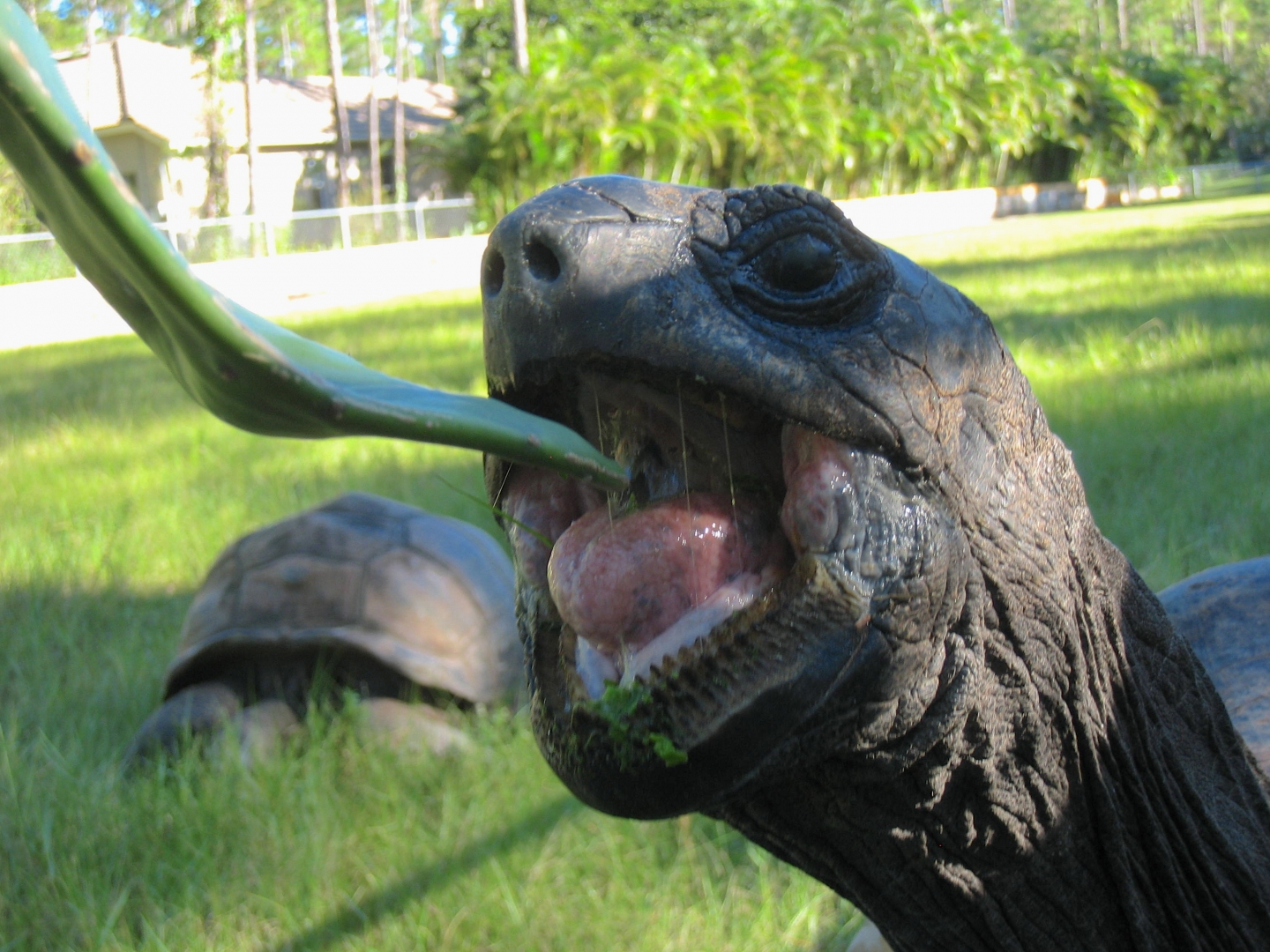 ALDABRA BREEDER