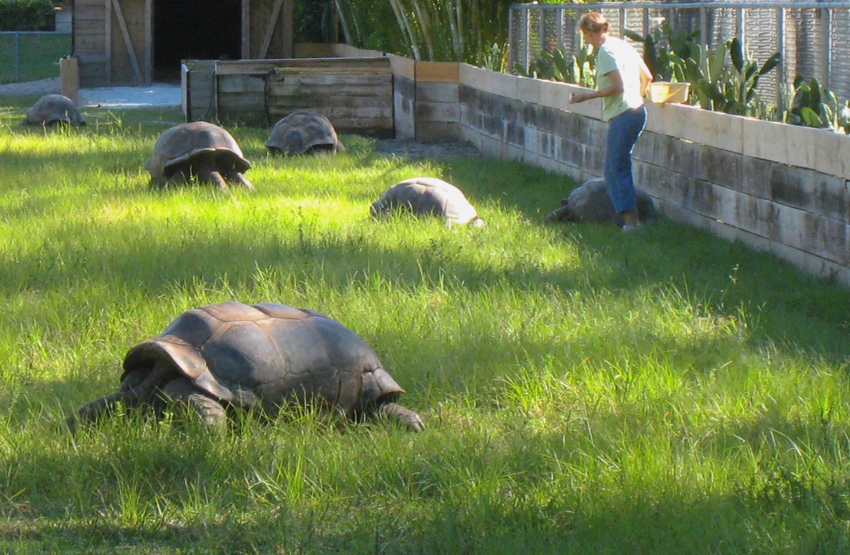 ALDABRA BREEDER