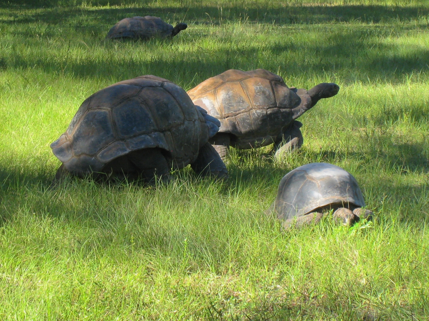 ALDABRA BREEDER