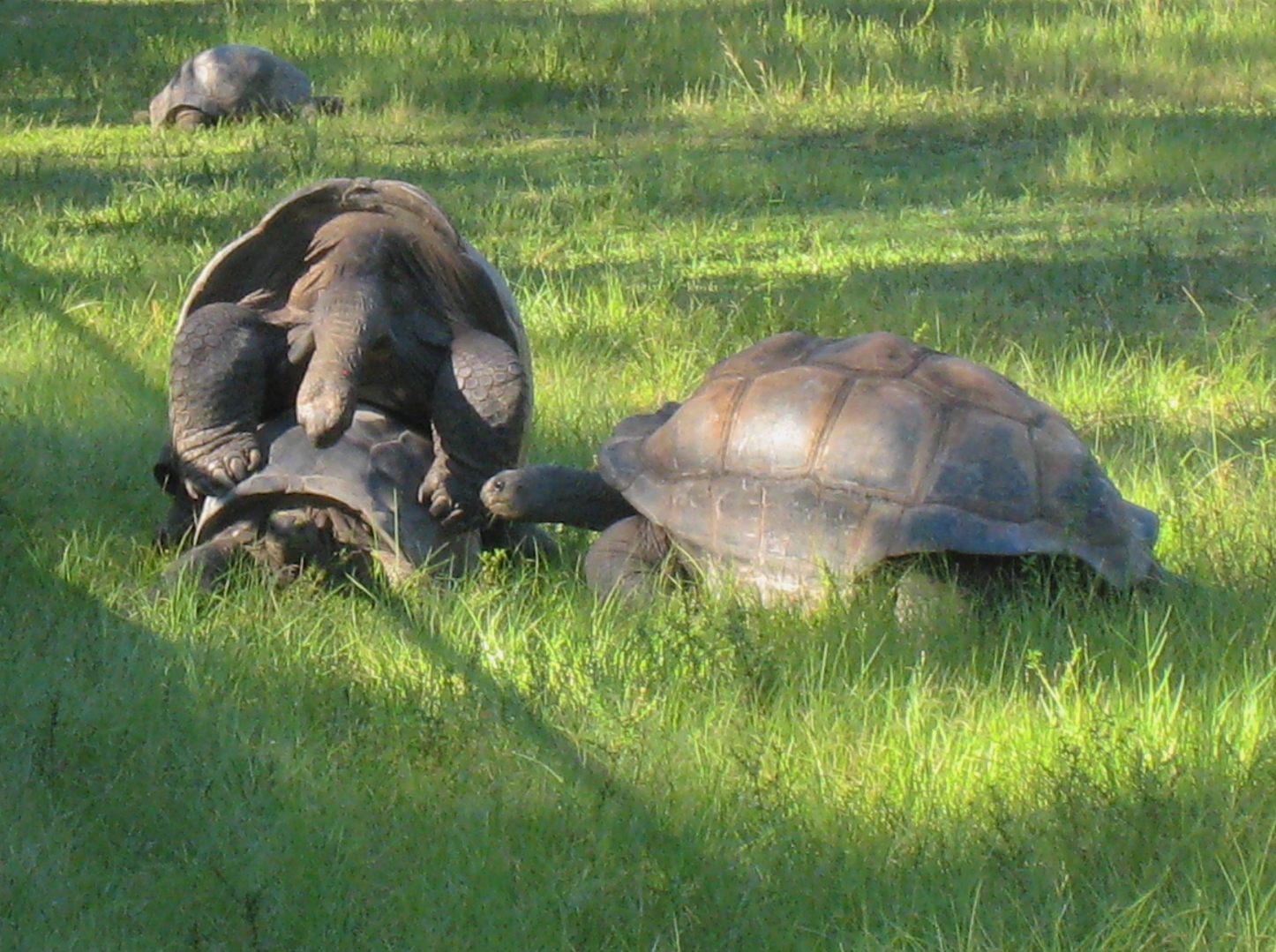 ALDABRA BREEDER