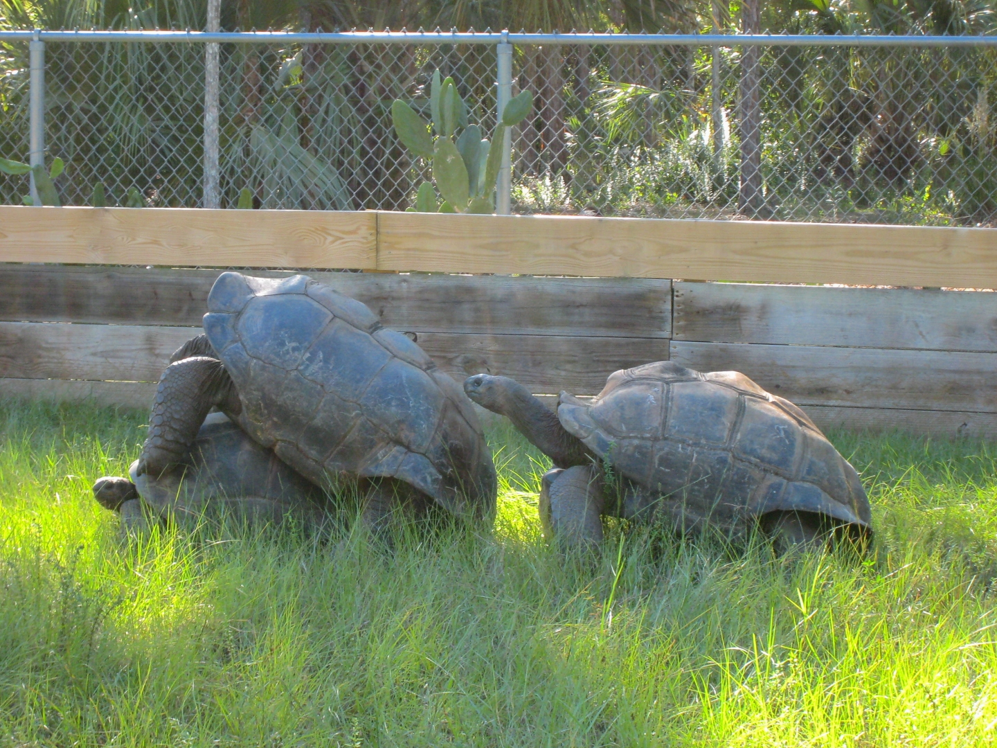 ALDABRA BREEDER