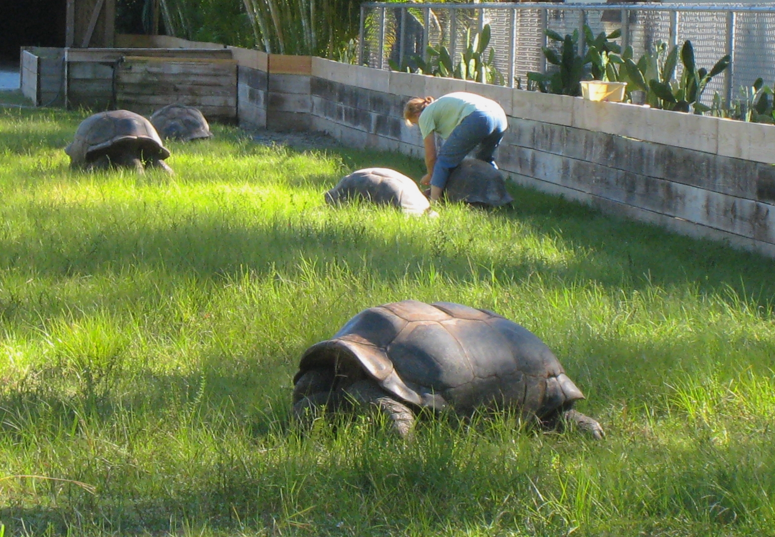 ALDABRA BREEDER