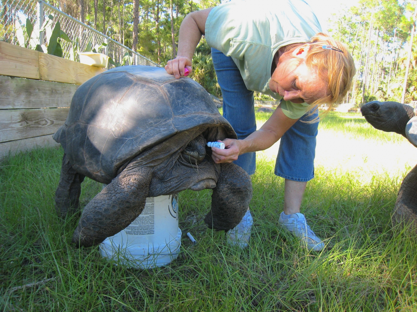 ALDABRA BREEDER