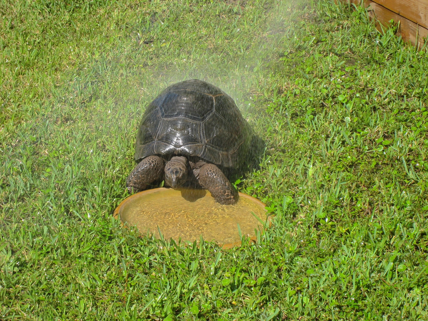 ALDABRA BREEDER