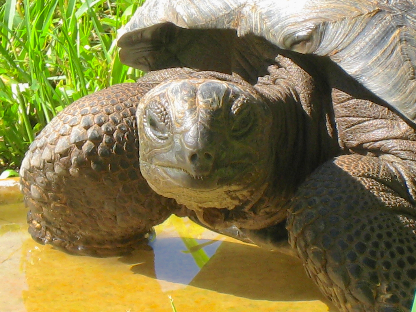 ALDABRA BREEDER