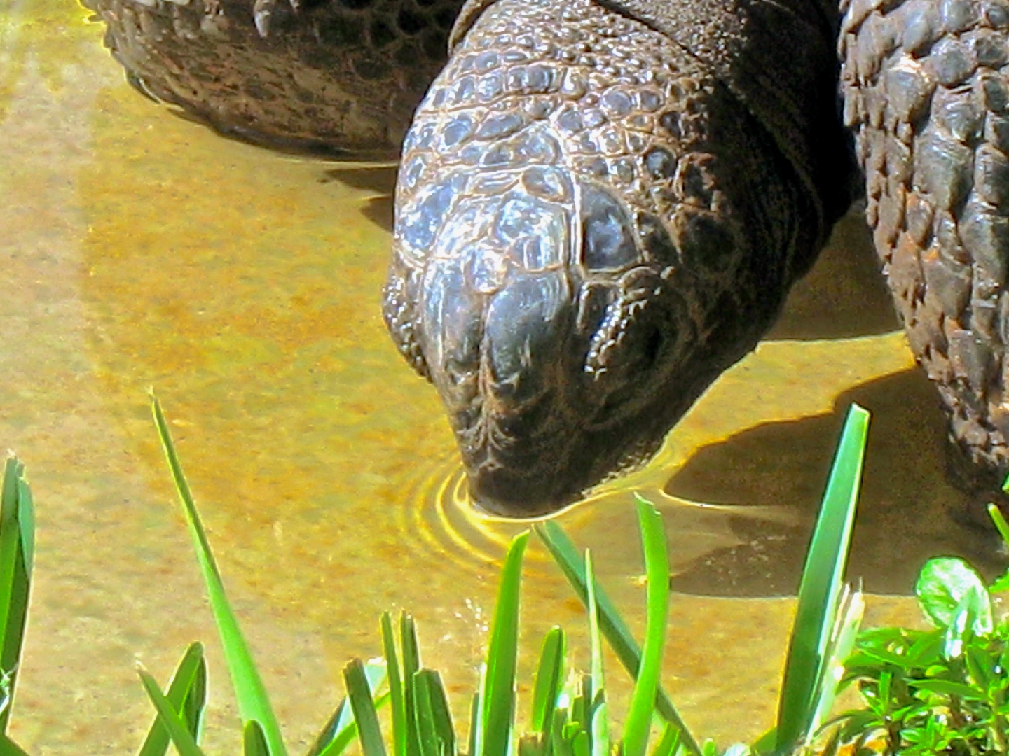 ALDABRA BREEDER