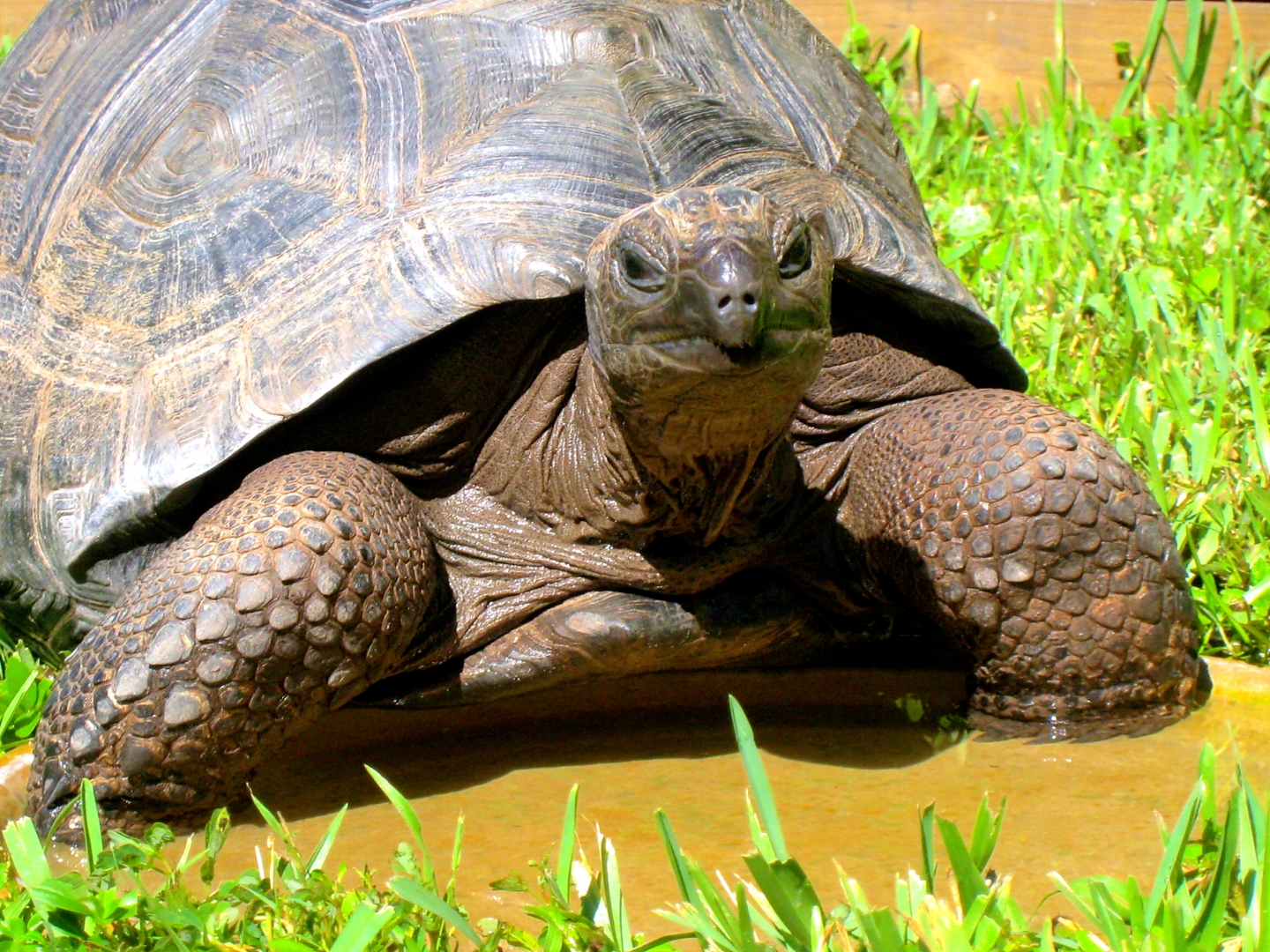 ALDABRA BREEDER