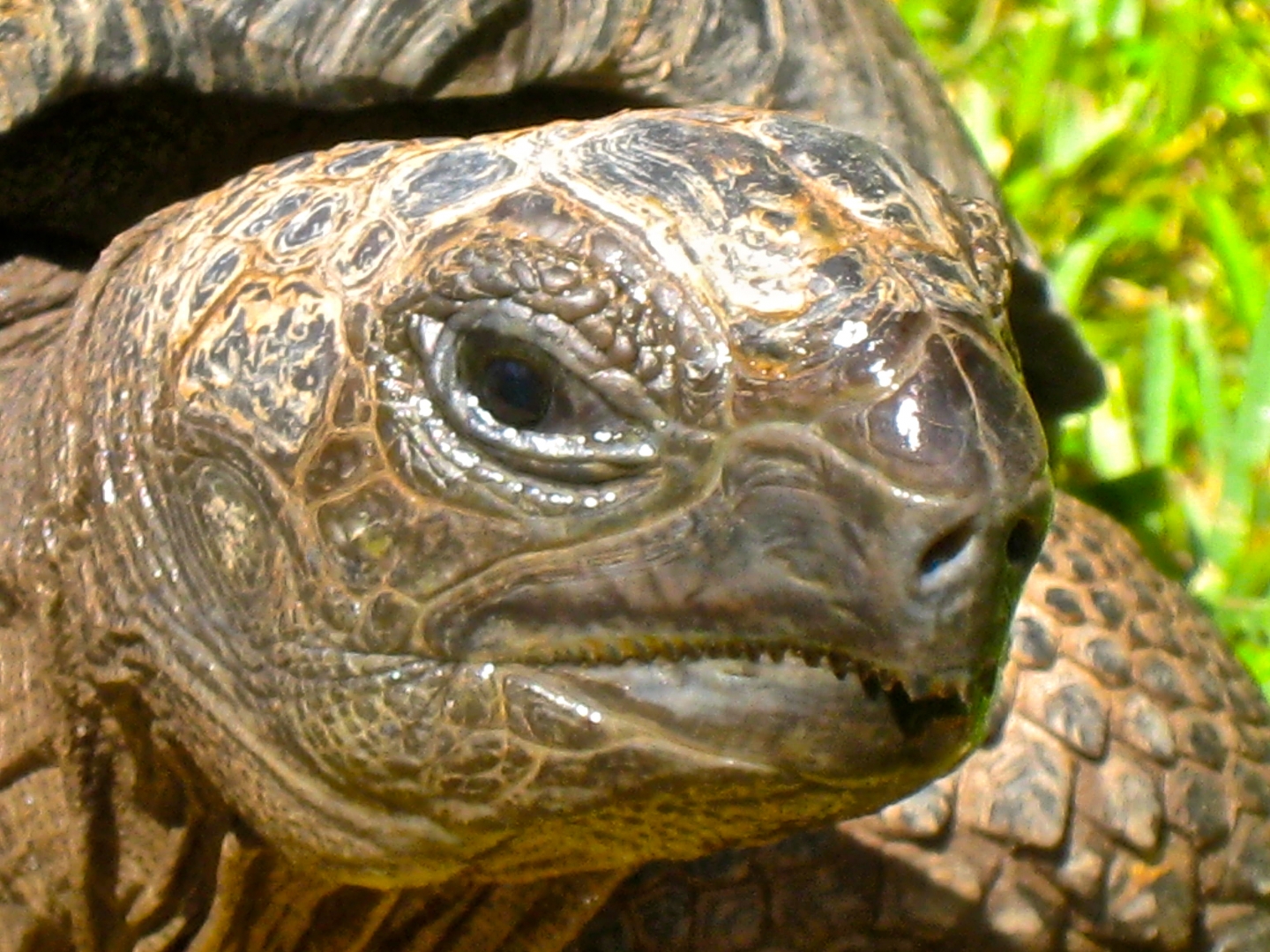 ALDABRA BREEDER