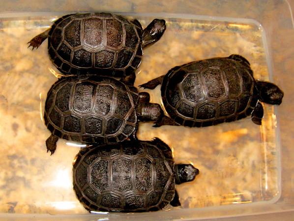 ALDABRA BREEDER