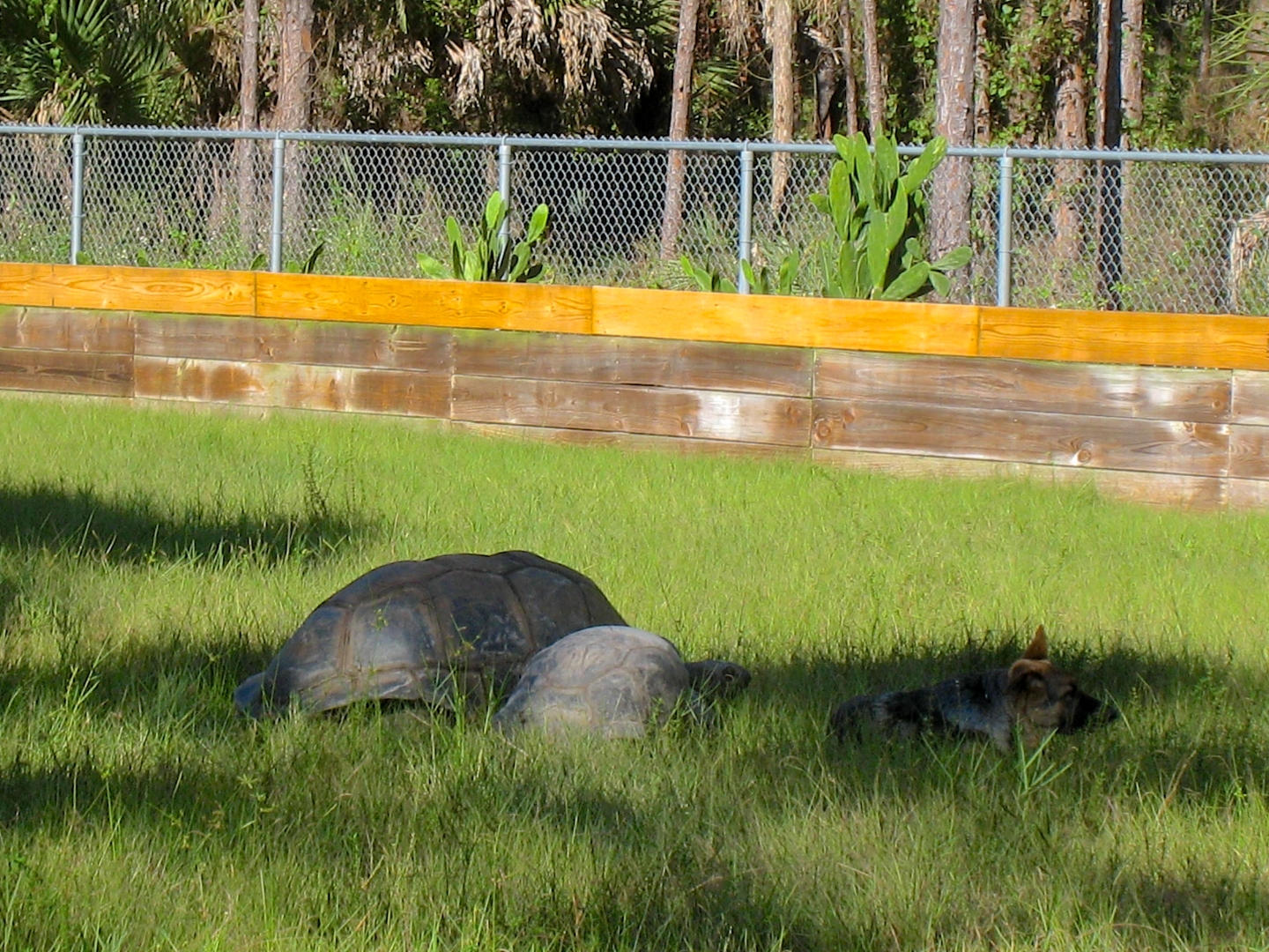 ALDABRA BREEDER