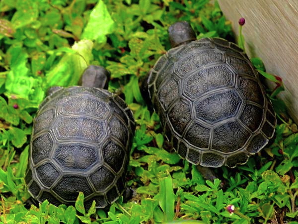 ALDABRA BREEDER