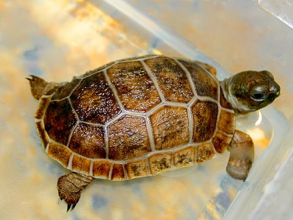 ALDABRA BREEDER