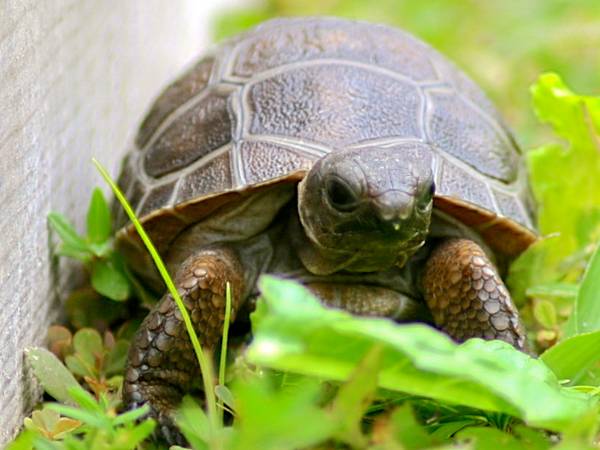 ALDABRA BREEDER
