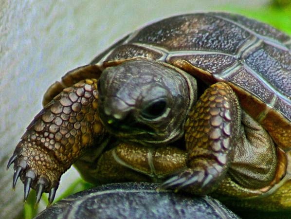 ALDABRA BREEDER