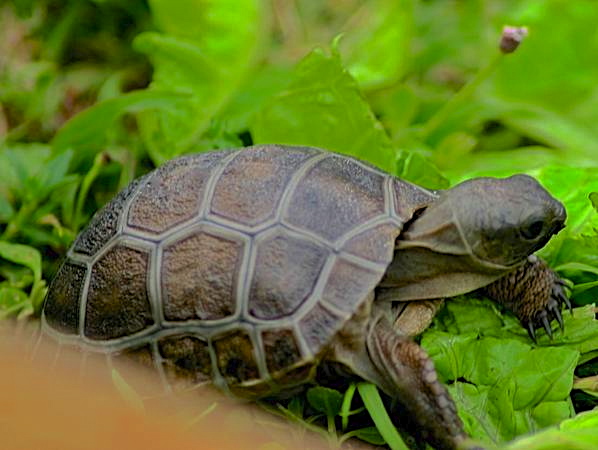 ALDABRA BREEDER