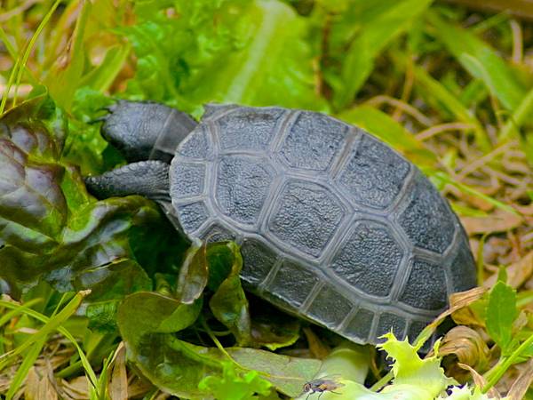 ALDABRA BREEDER