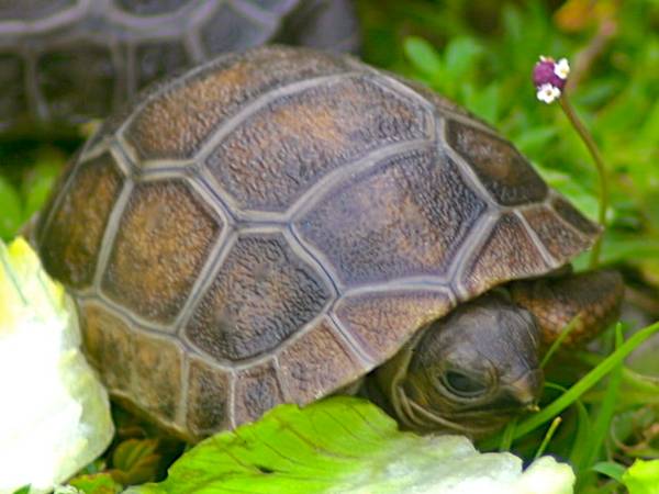 ALDABRA BREEDER