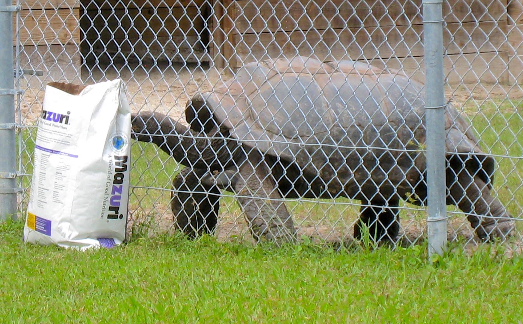 ALDABRA BREEDER