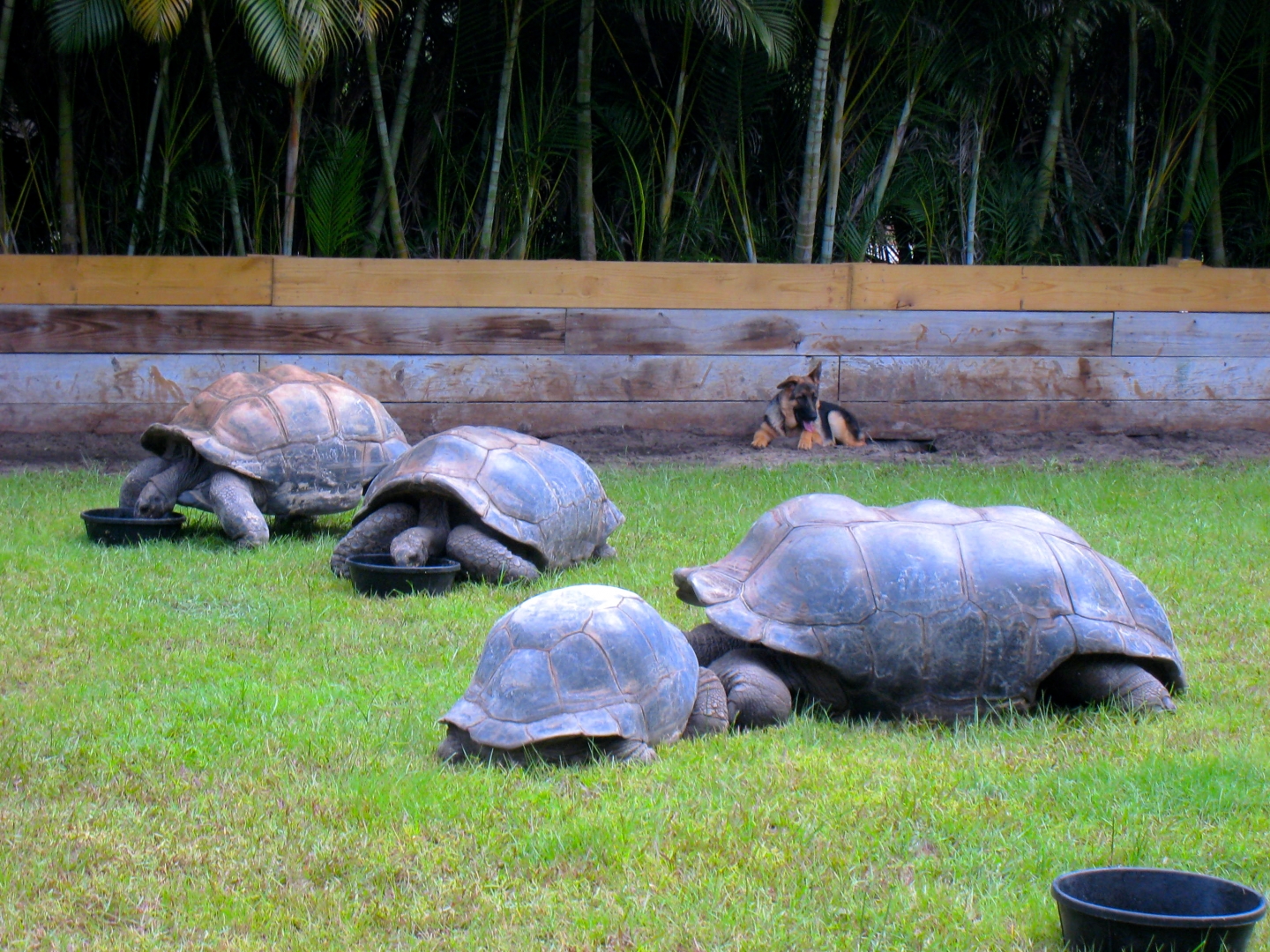 ALDABRA BREEDER