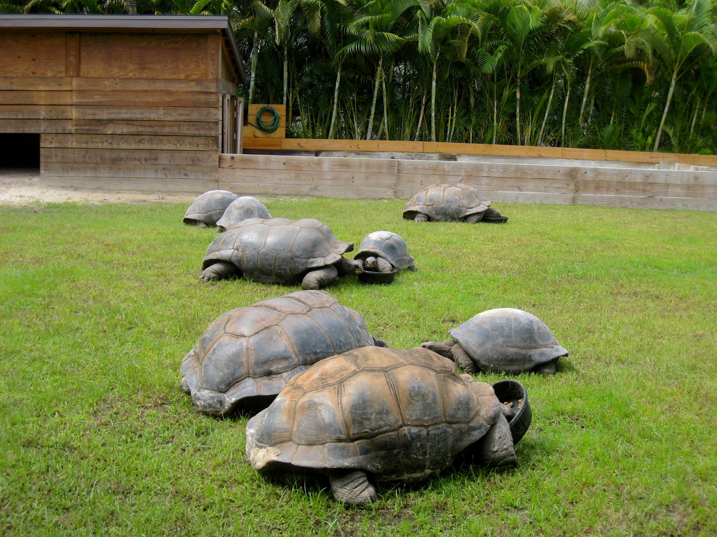 ALDABRA BREEDER