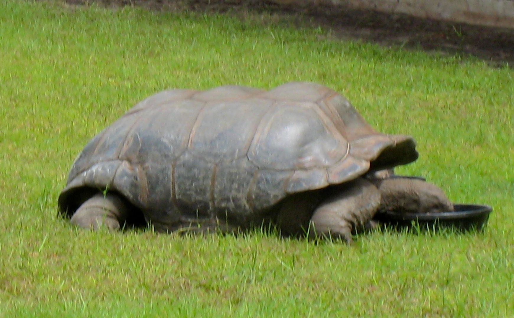 ALDABRA BREEDER