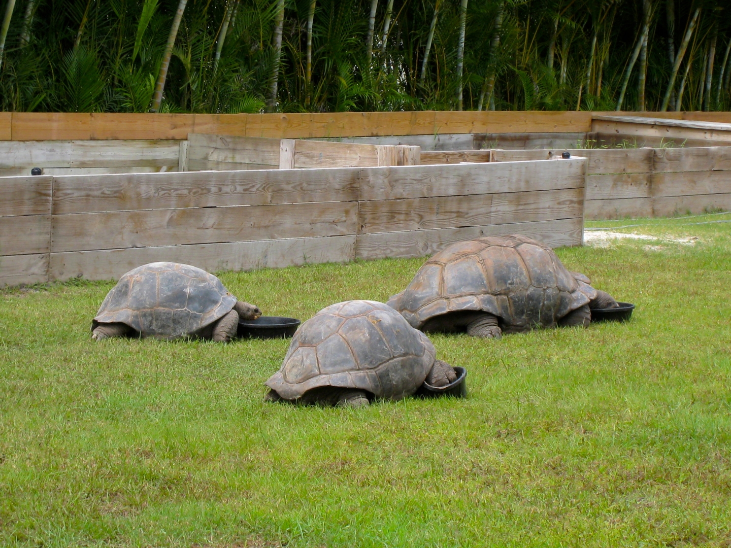 ALDABRA BREEDER