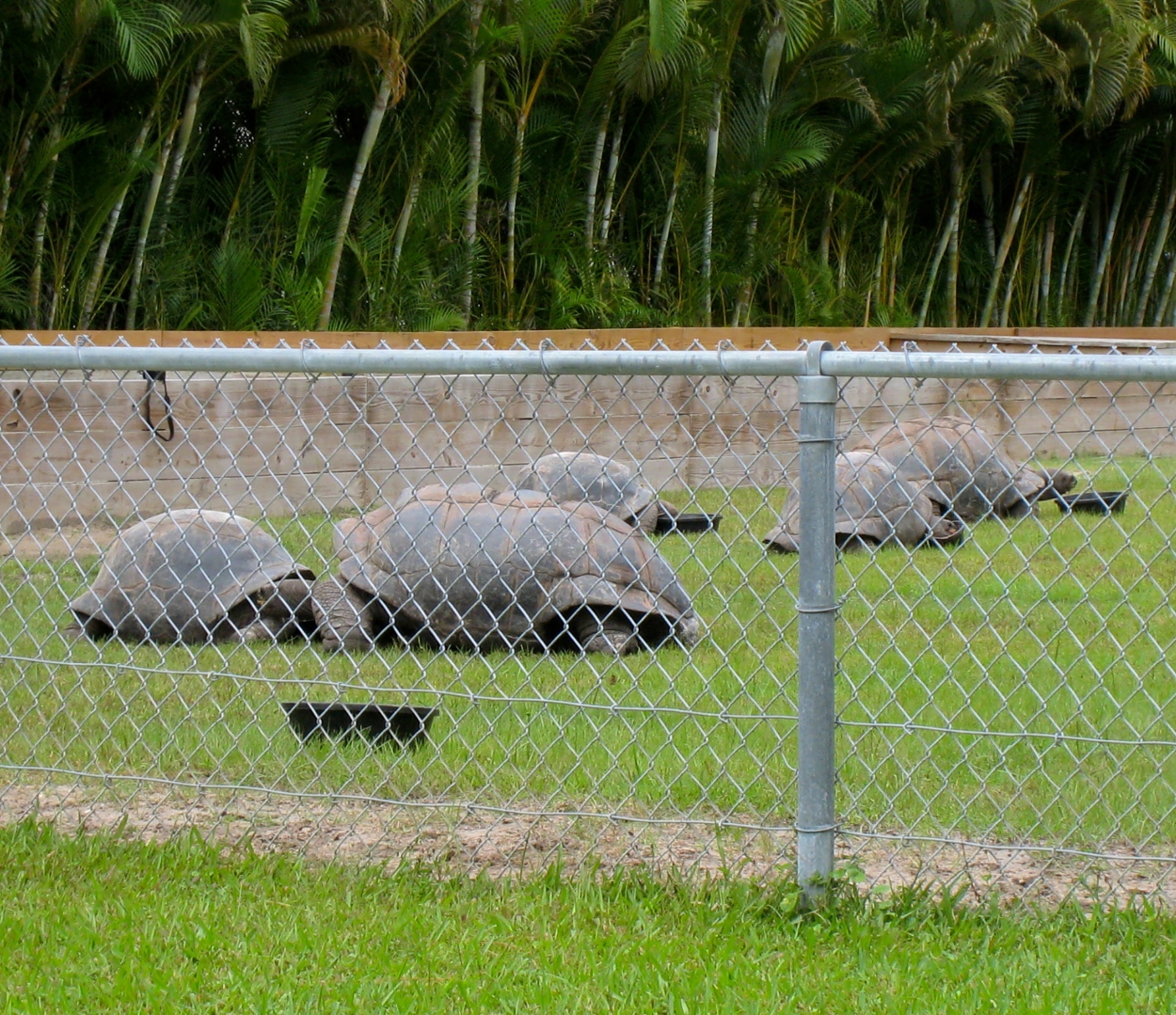 ALDABRA BREEDER
