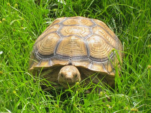 ALDABRA BREEDER