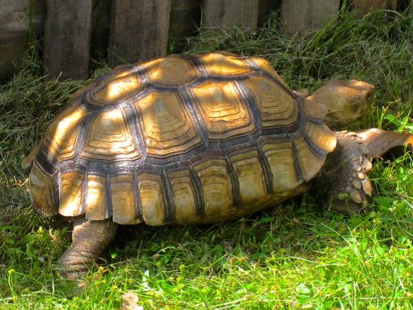 ALDABRA BREEDER