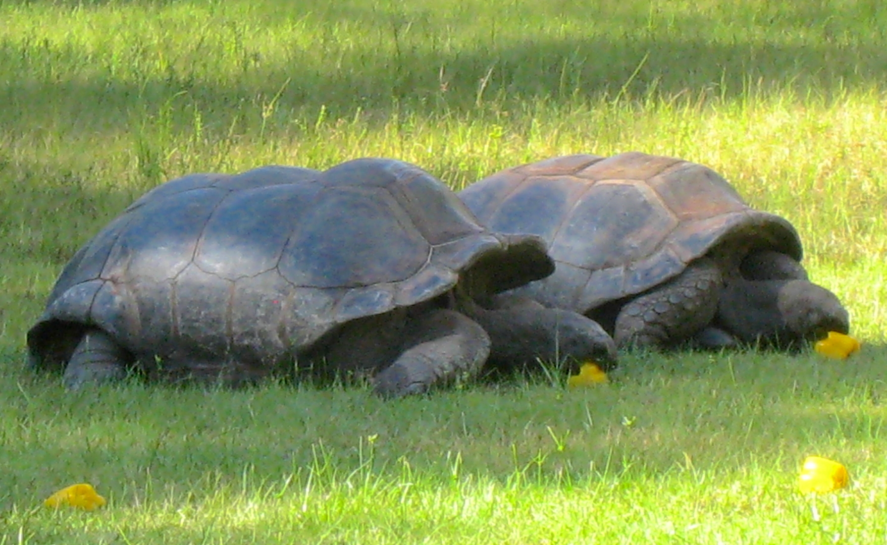 ALDABRA BREEDER