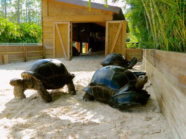 ALDABRA BREEDER