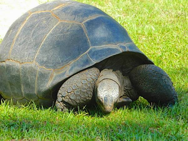 ALDABRA BREEDER