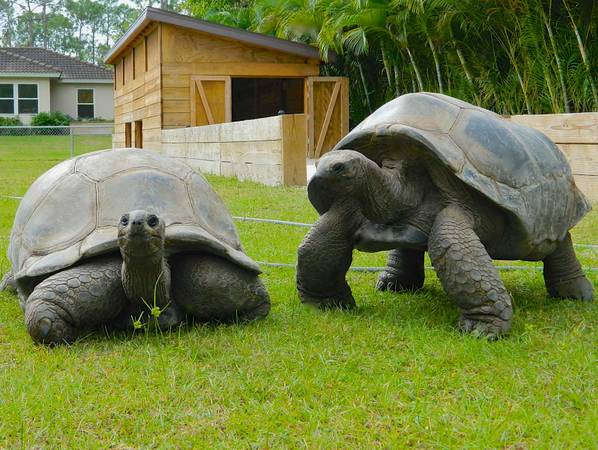 ALDABRA BREEDER