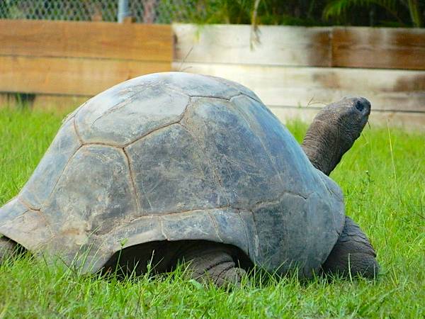 ALDABRA BREEDER
