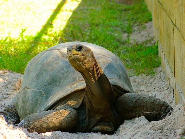ALDABRA BREEDER