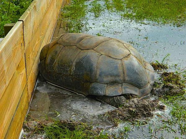 ALDABRA BREEDER