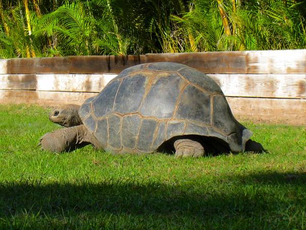 ALDABRA BREEDER