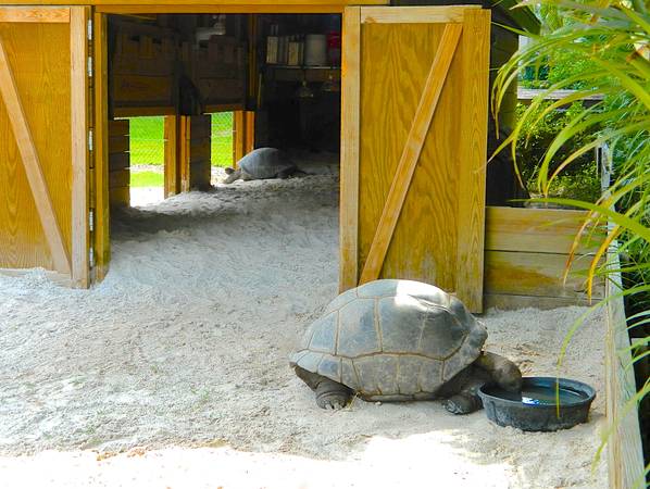 ALDABRA BREEDER