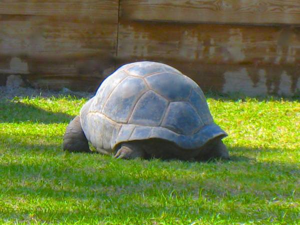 ALDABRA BREEDER