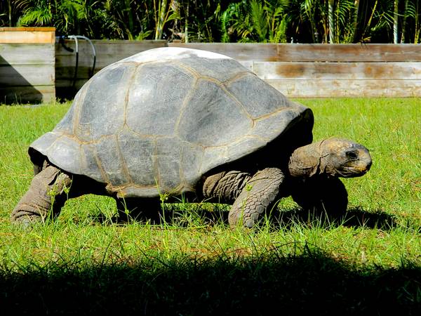 ALDABRA BREEDER