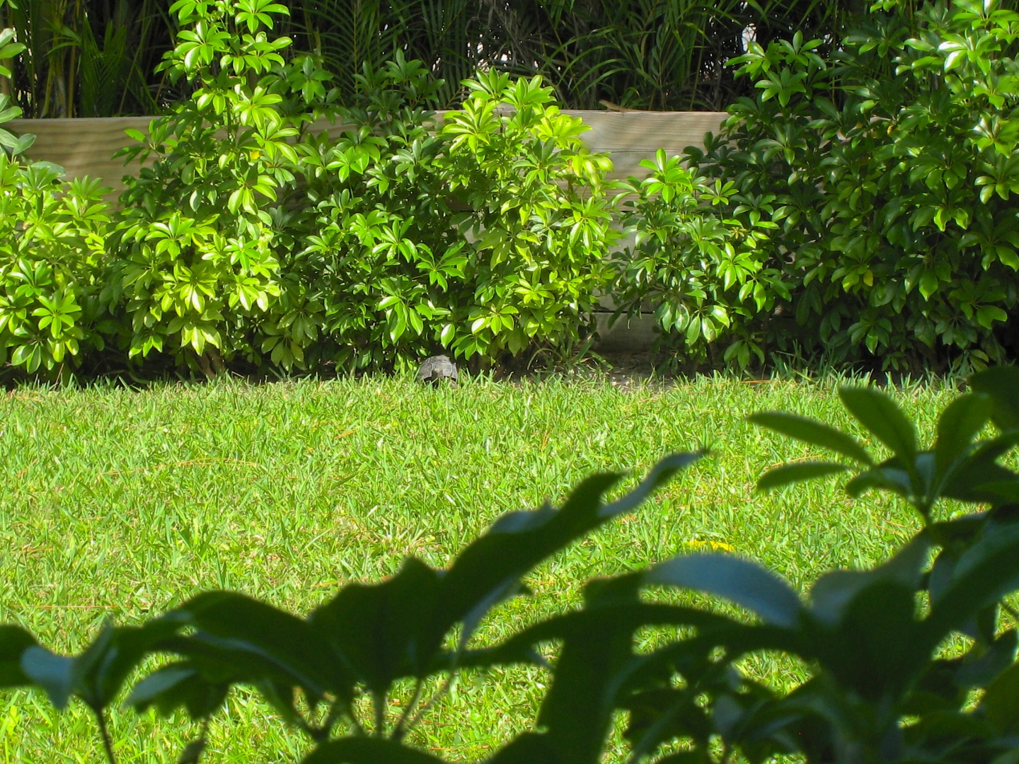 ALDABRA BREEDER