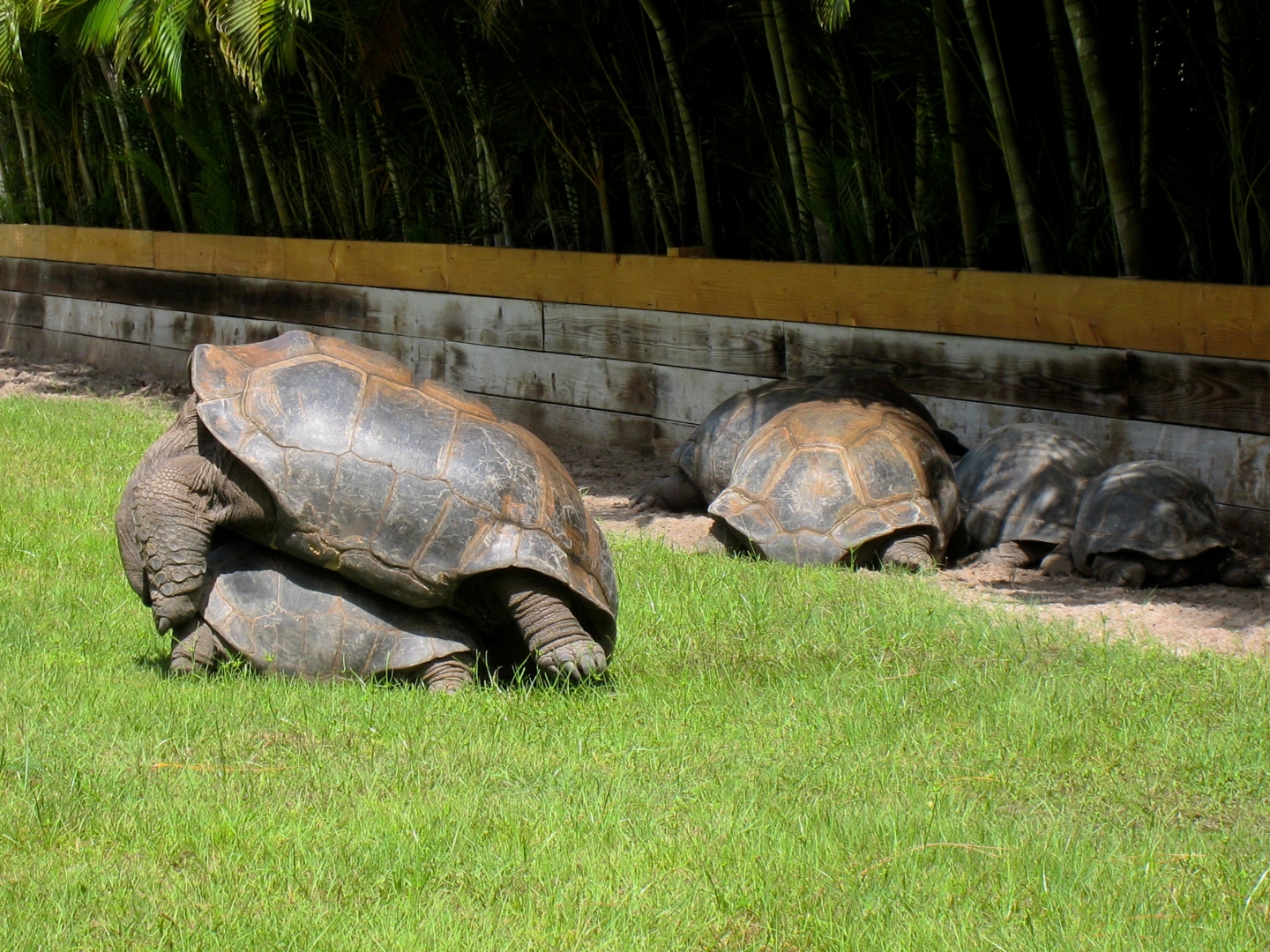ALDABRA BREEDER