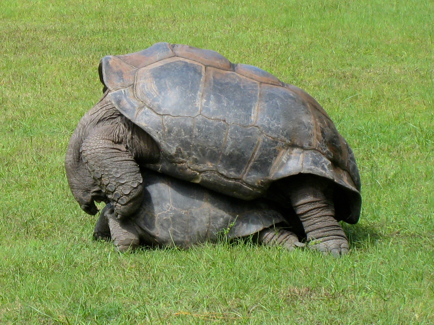 ALDABRA BREEDER