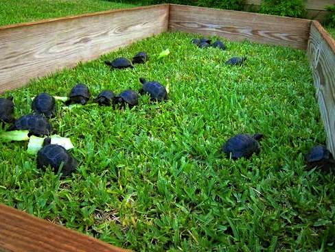 ALDABRA BREEDER