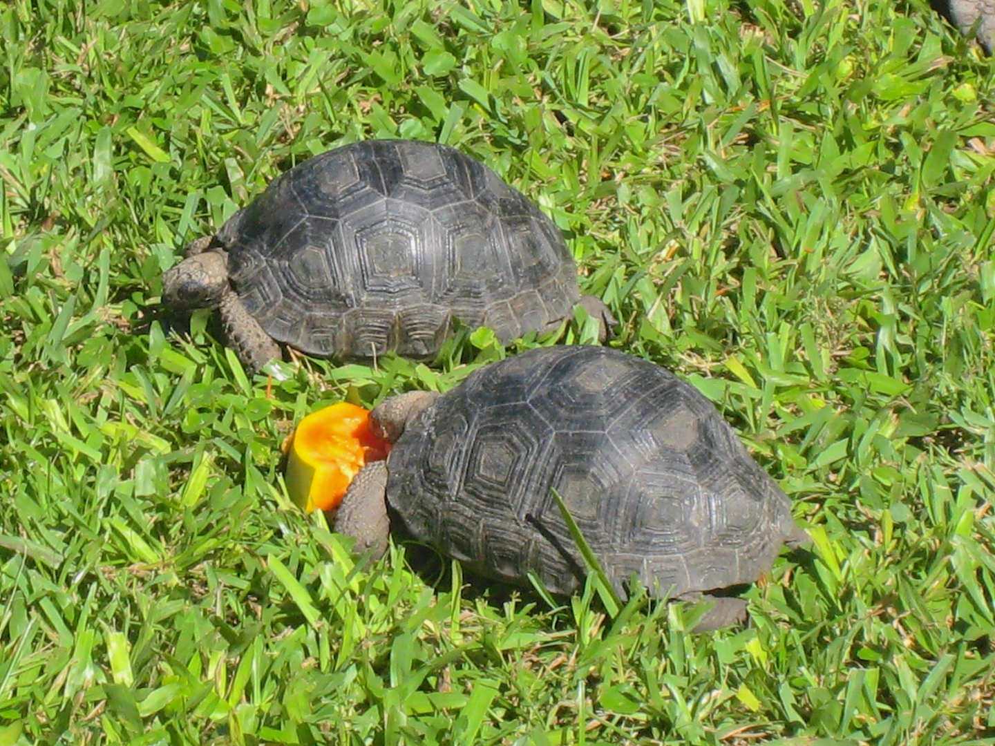 ALDABRA BREEDER