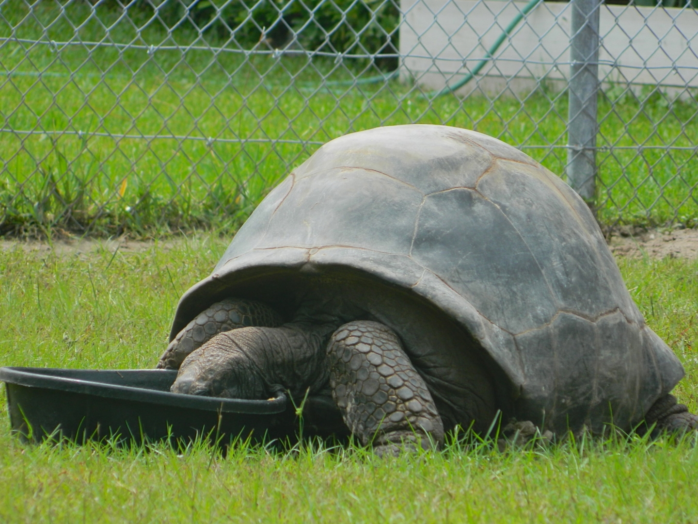 ALDABRA BREEDER