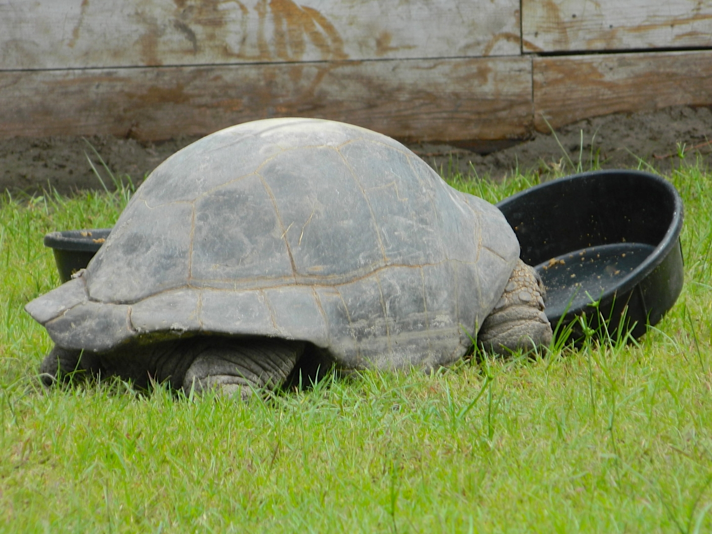 ALDABRA BREEDER