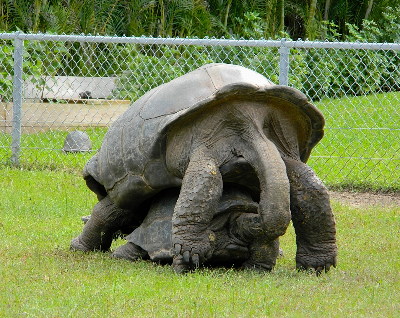 ALDABRA BREEDER